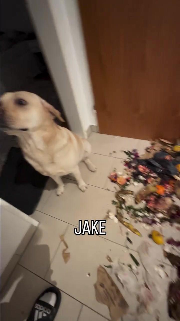 You think my troops are gonna help you?🐶

[dog reels, funny dogs, dog voiceover, denzel clips, funny pet videos, dog mischief, Labradors]

#dogfunny #dogimpressions #dogreactions #funnydogreels #dogsofinsta