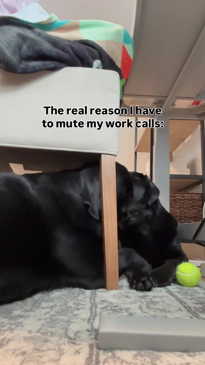 759K views · 29K reactions | Our #3 fan favorite of 2025 🥰 #blacklab #labrador #labradorretriever #lab #fblifestyle | Remi and Walter